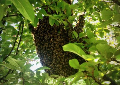 MUSIC – A Collaborative Swarming to Improve Urology Care