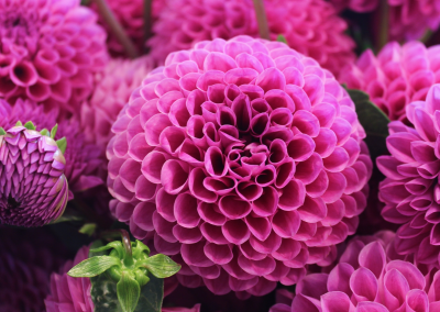 Step Up Flower Auction – Help Young People Blossom and Bloom